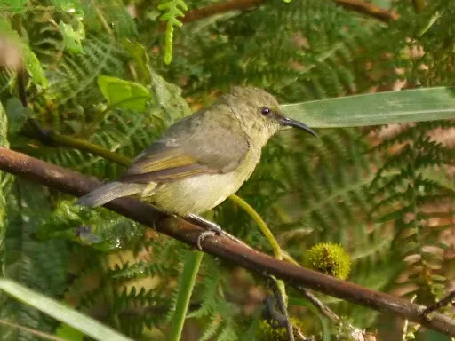 File:Cinnyris minullus, female.jpg