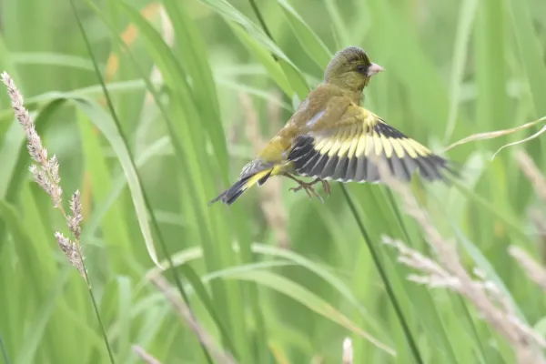 File:Oriental Greenfinch（Chloris sinica）カワラヒワ.jpg