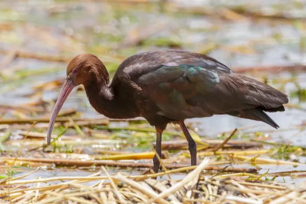 File:Peru - Lake Titicaca - Puna Ibis - Plegadis ridgwayi.jpg
