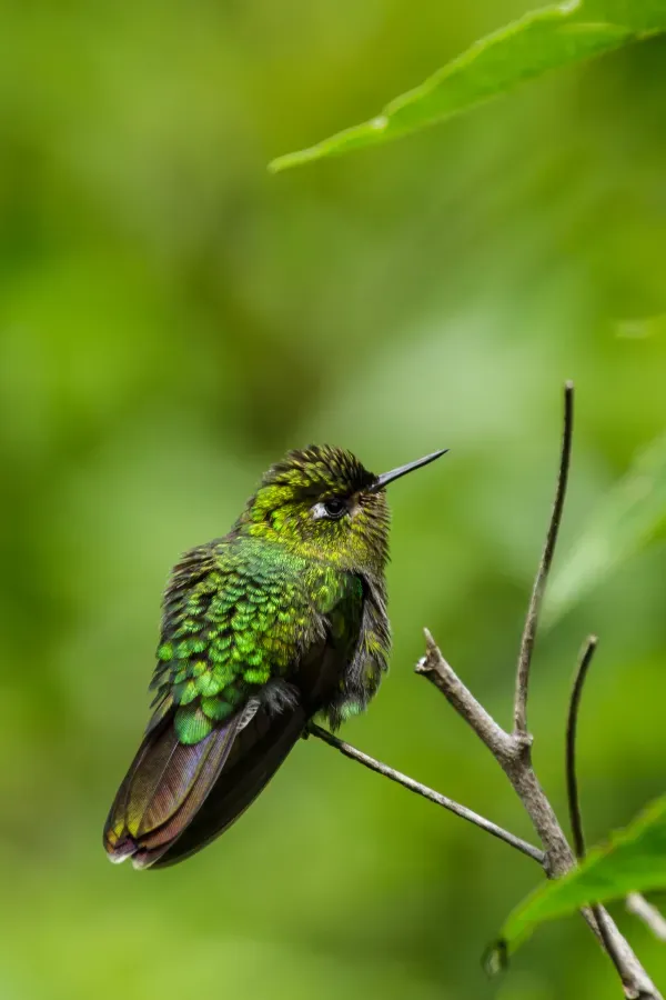 File:A Tyrian Metaltail (Metallura tyrianthina) in Peru.jpg