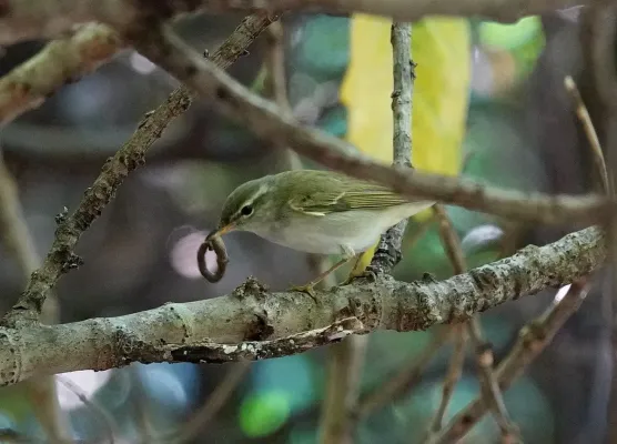 File:Ijima's leaf warbler（Phylloscopus ijimae）イイジマムシクイ.jpg