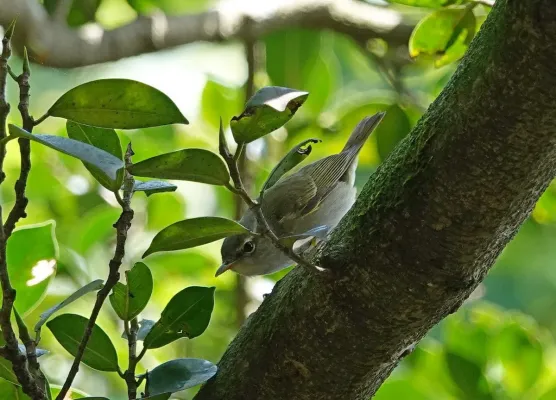 File:Ijima's leaf warbler（Phylloscopus ijimae）イイジマムシクイ2.jpg