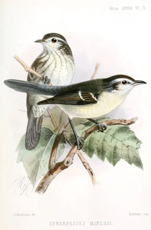 File:XenerpestesMinlosiKeulemans.jpg