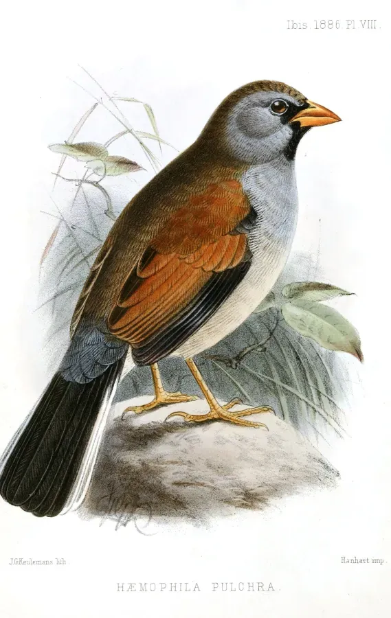 File:Incaspiza pulchra formerly HaemophilaPulchraKeulemans.jpg