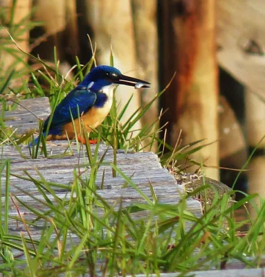 File:Alcedo semitorquata -Knysna, Western Cape Province, South Africa-8.jpg