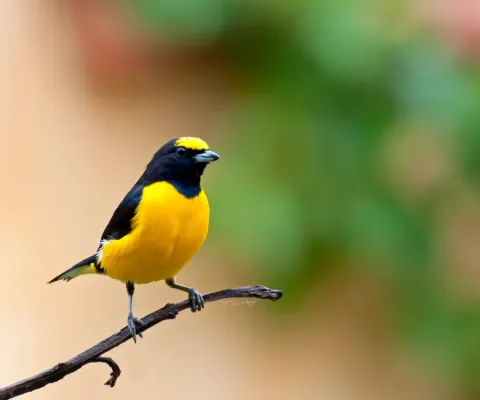 File:Euphonia chlorotica -Piraju, Sao paulo, Brasil -male-8.jpg