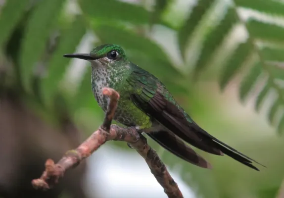 File:Heliodoxa imperatrix Diamante emperador Empress Brilliant (8429242904).jpg