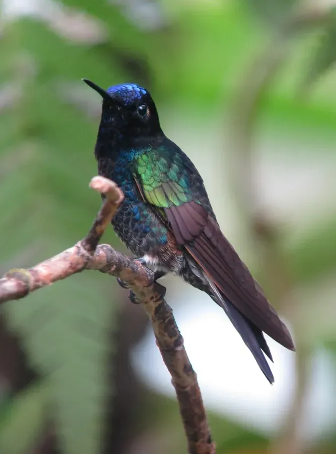 File:Boissonneaua jardini Colibrí sietecolores Velvet-purple Coronet (8428152359).jpg