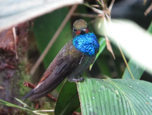 File:Urochroa bougueri Colibrí nagüiblanco White-tailed Hillstar (8429246148).jpg