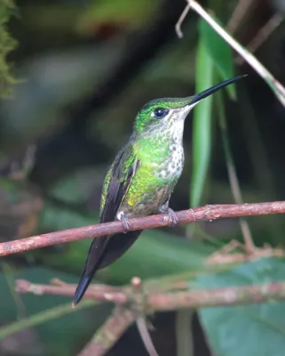 File:Heliodoxa imperatrix Diamante emperador Empress Brilliant (8428154229).jpg