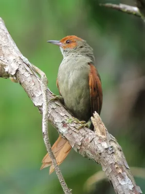 File:Cranioleuca erythrops Chamicero rubicundo Red-faced Spinetail (8428066181).jpg