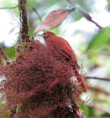 File:Margarornis stellatus Corretroncos barbiblanco Fulvous-dotted Treerunner (8429130096).jpg