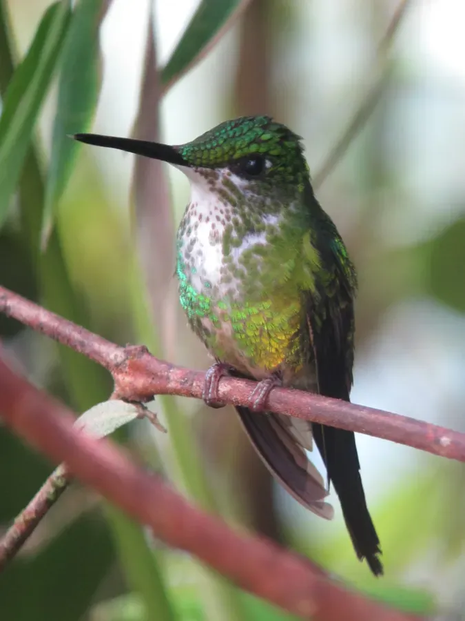File:Heliodoxa imperatrix Diamante emperador Empress Brilliant (8427913443).jpg