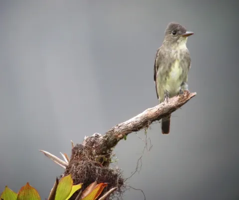 File:Contopus cooperi Pibí boreal Olive-sided Flycatcher (8429006864).jpg