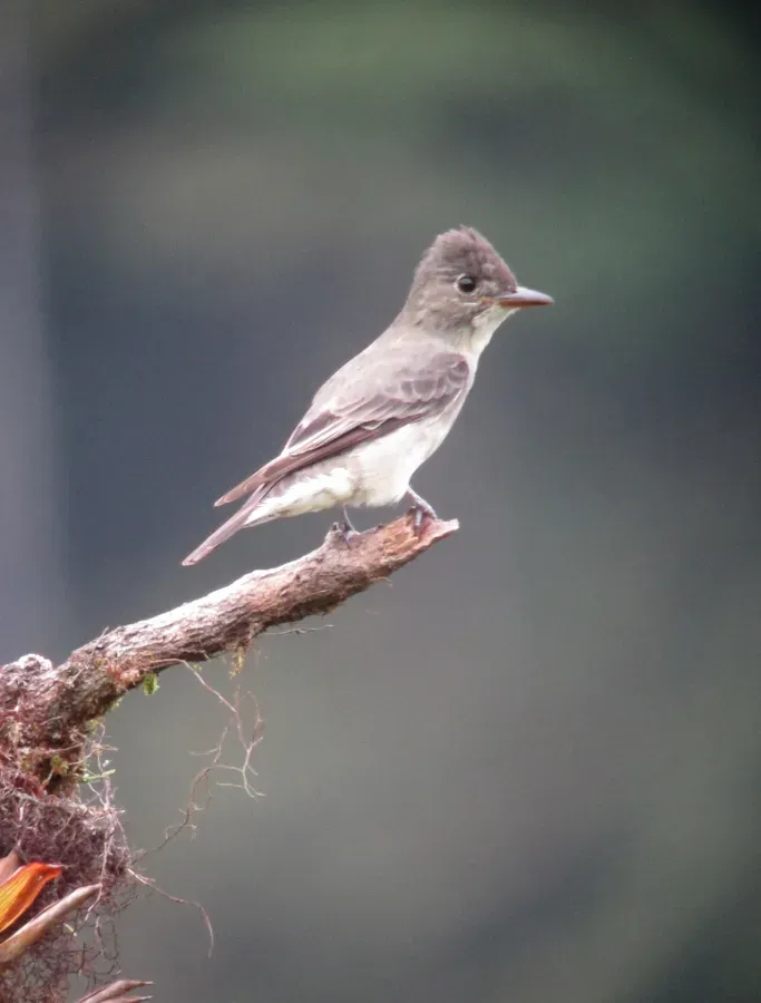 File:Contopus cooperi Pibí boreal Olive-sided Flycatcher (8427914807).jpg