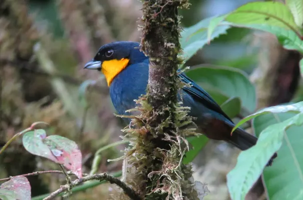 File:Iridosornis porphyrocephalus Musguerito gargantilla Purplish-mantled Tanager (8427915373).jpg
