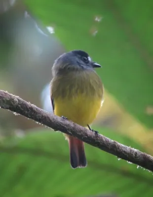 File:Myiotriccus ornatus Atrapamoscas ornado Ornate Flycatcher (8427915631).jpg