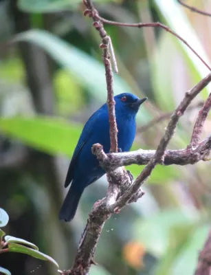 File:Diglossa indigotica Picaflor del Chocó Indigo Flowerpiercer (8427915861).jpg