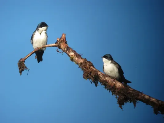 File:Pygochelidon cyanoleuca Golondrina blanquiazul Blue-and-White Swallow (8427917125).jpg