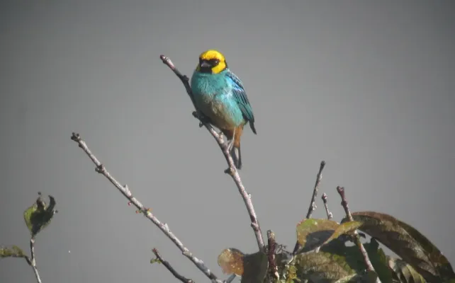 File:Tangara xanthocephala Tángara coronada Saffron-crowned Tanager (8427917353).jpg