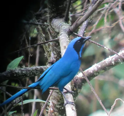 File:Cyanolyca armillata Urraca de collar Black-collared Jay (8414443977).jpg