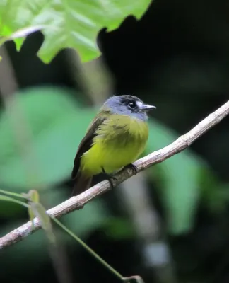 File:Myiotriccus ornatus Atrapamoscas ornado Ornate Flycatcher (8409111517).jpg