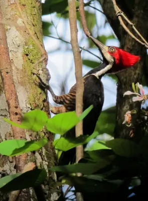 File:Campephilus melanoleucos Carpintero marcial Crimson-crested Woodpecker (8396266000).jpg