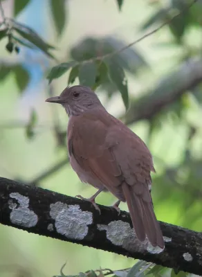 File:Turdus leucomelas Mirla buchiblanca Pale-breasted Thrush (8349698498).jpg