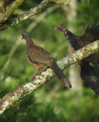 File:Ortalis columbiana Guacharaca colombiana Colombian Chachalaca (8340015878).jpg