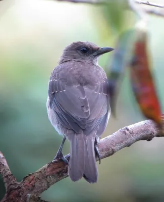 File:Turdus ignobilis Mirla embarradora Black-Billed Thrush (8338112457).jpg