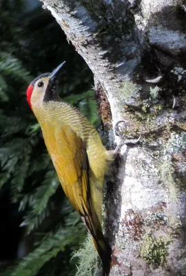File:Colaptes rubiginosus Carpintero cariblanco Golden-olive Woodpecker (female) (8315126350).jpg
