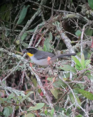 File:Atlapetes albinucha Gorrión montés gorgiamarillo White-naped Brush-Finch (8294142810).jpg