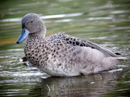 File:Anas andium Garceta barcina Andean Teal (8277653772).jpg