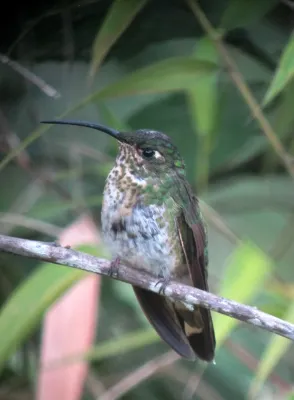 File:Lafresnaya lafresnayi Colibrí aterciopelado Mountain Velvetbreast (male) (8273796919).jpg