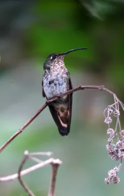 File:Lafresnaya lafresnayi Colibrí aterciopelado Mountain Velvetbreast (female) (8274861806).jpg