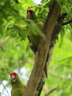 File:Psittacara wagleri Perico frentirrojo Scarlet-fronted Parakeet (8256694439).jpg