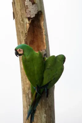 File:Ara severus Guacamaya cariseca Chestnut-Fronted Macaw (8256642993).jpg