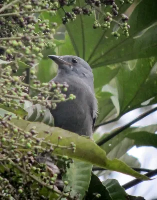 File:Lipaugus fuscocinereus Guardabosque cenizo Dusky Piha (8256419770).jpg