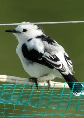 File:Fluvicola pica Viudita frentinegra Pied Water-Tyrant (8256418192).jpg
