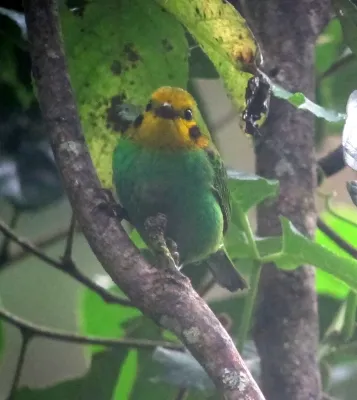 File:Chlorochrysa nitidissima Tangara multicolor Multicolored Tanager (8255153421).jpg