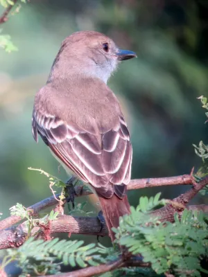 File:Myiarchus venezuelensis Atrapamoscas venezolano Venezuelan Flycatcher (8254568541).jpg