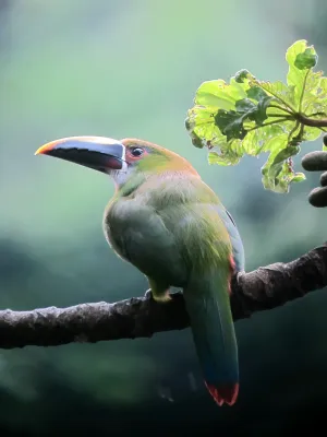 File:Aulacorhynchus albivitta, Sabaneta, Antioquia, Colombia (8253930905).jpg