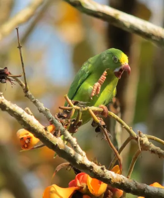 File:Brotogeris sanctithomae Periquito cabeciamarillo Tui Parakeet (8252079335).jpg