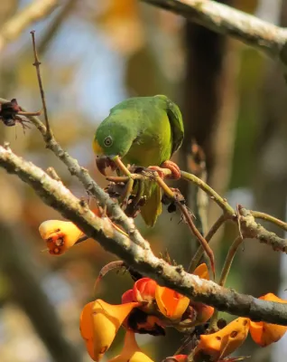File:Brotogeris sanctithomae Periquito cabeciamarillo Tui Parakeet (8252079601).jpg