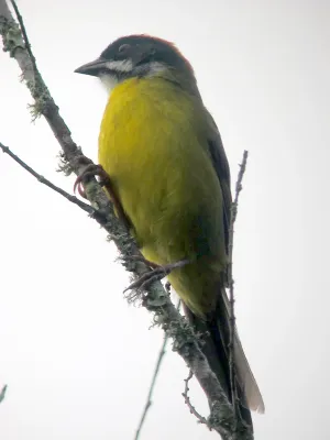 File:Atlapetes albofrenatus Gorrión montés bigotudo Moustached Brush-Finch (8251907517).jpg