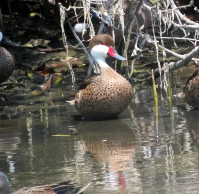 File:Anas bahamensis Pato cariblanco White-Cheeked Pintail (8224532507).jpg