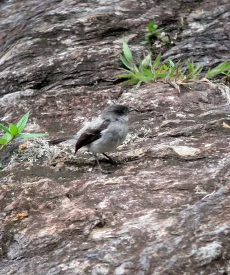 File:Serpophaga cinerea Tiranuelo salta arroyo Torrent Tyrannulet (8214078117).jpg