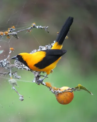 File:Icterus chrysater Turpial montañero Yellow-backed Oriole (8213571963).jpg