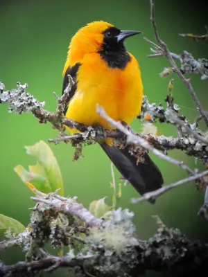 File:Icterus chrysater Turpial montañero Yellow-backed Oriole (8213570729).jpg