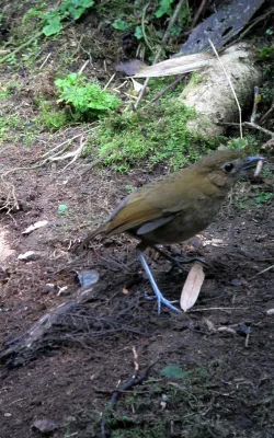 File:Grallaria milleri Tororoi de Miller Brown-banded Antpitta (8195320863).jpg